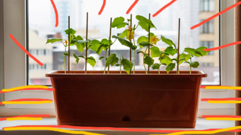 Plantando em casa: foto de vaso de plantas em uma janela.