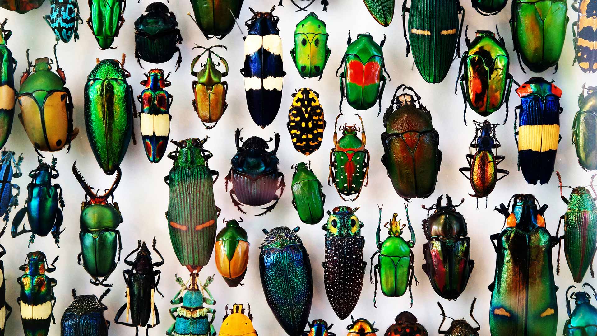 Diversas espécies de inseto enfileiradas em uma tela branca