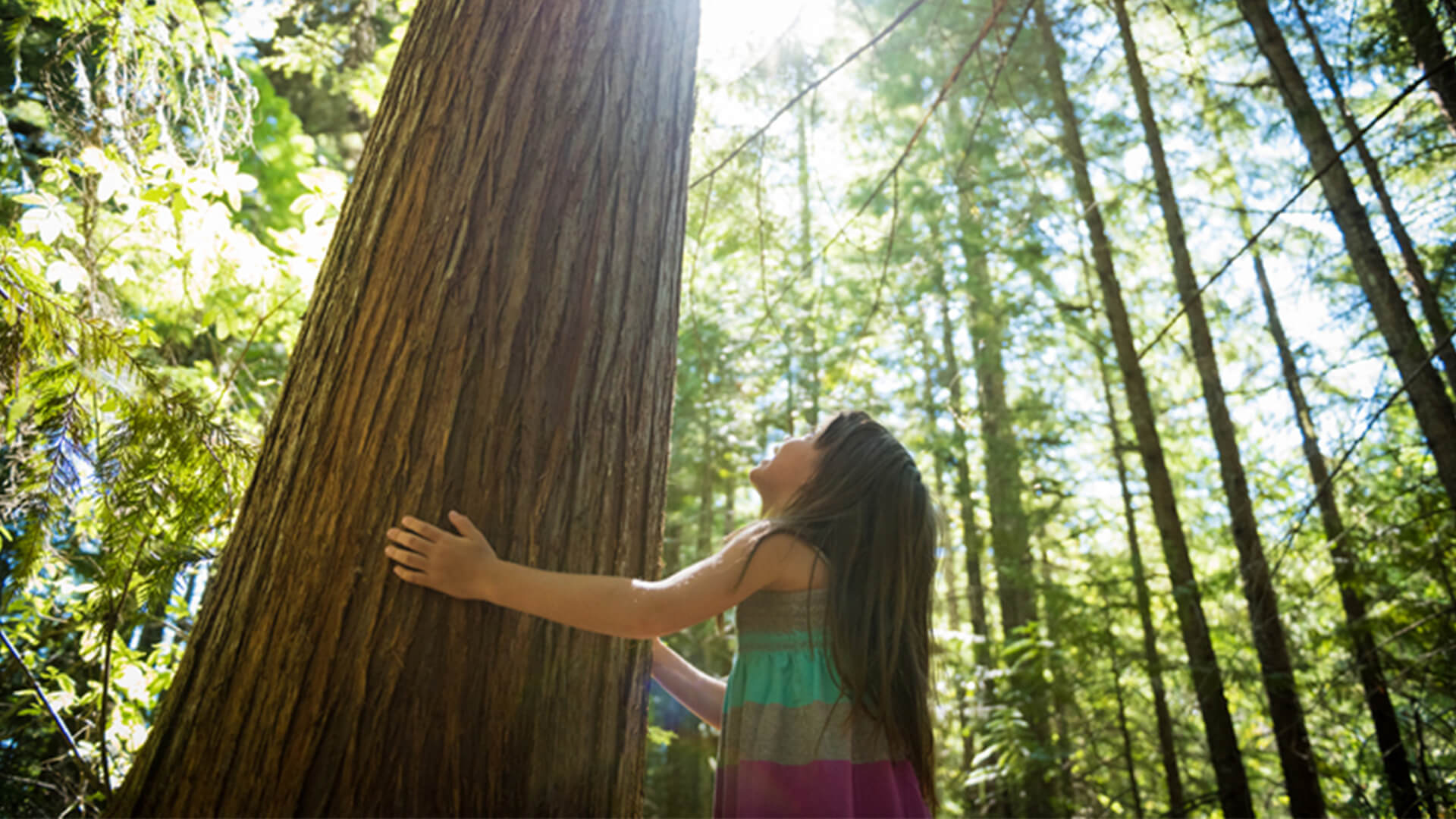 Criança na natureza: foto de uma criança, que abraça uma árvore e olha para cima.