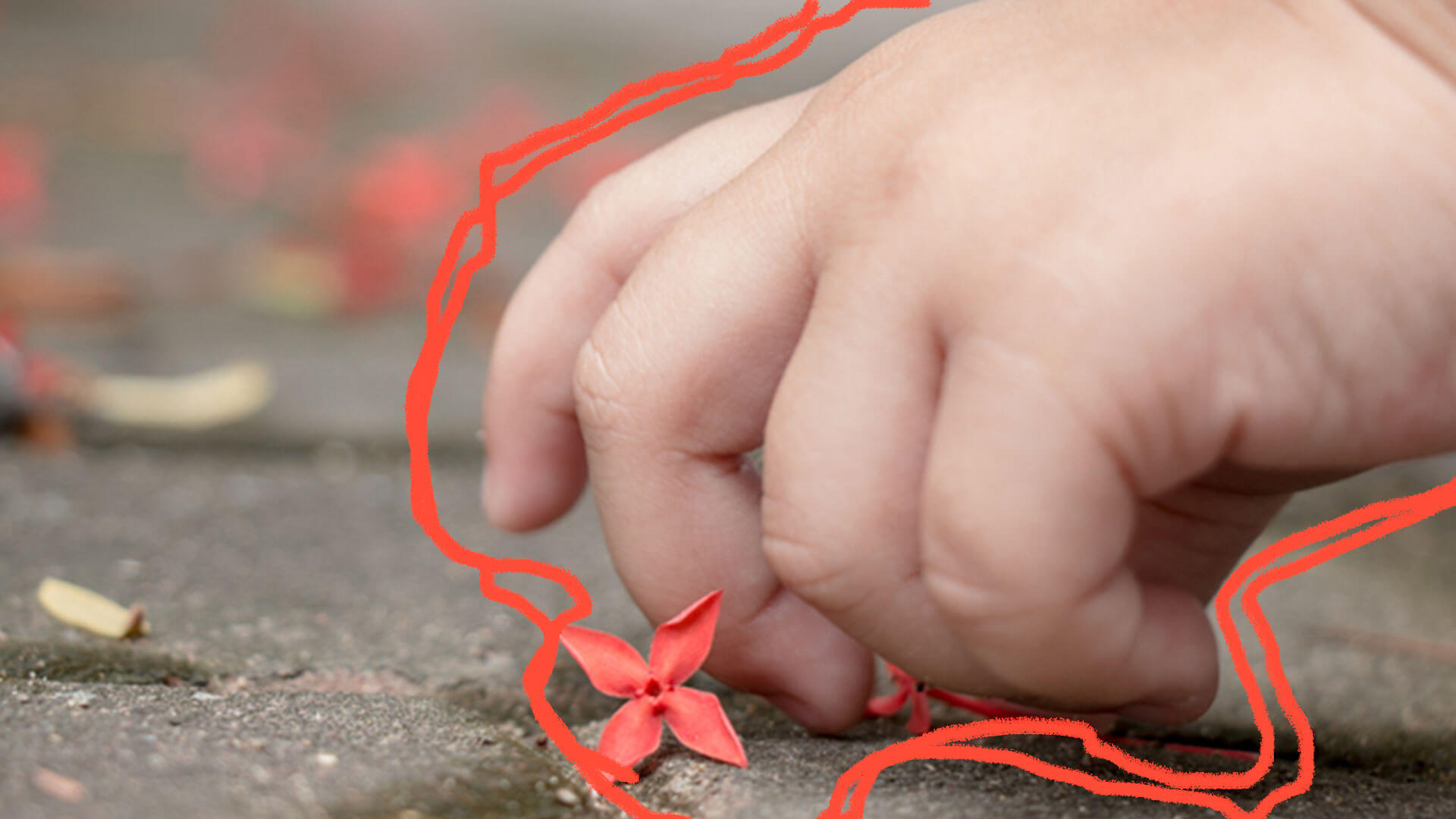 A mão de uma criança tocando uma flor vermelha, que nasceu no asfalto.