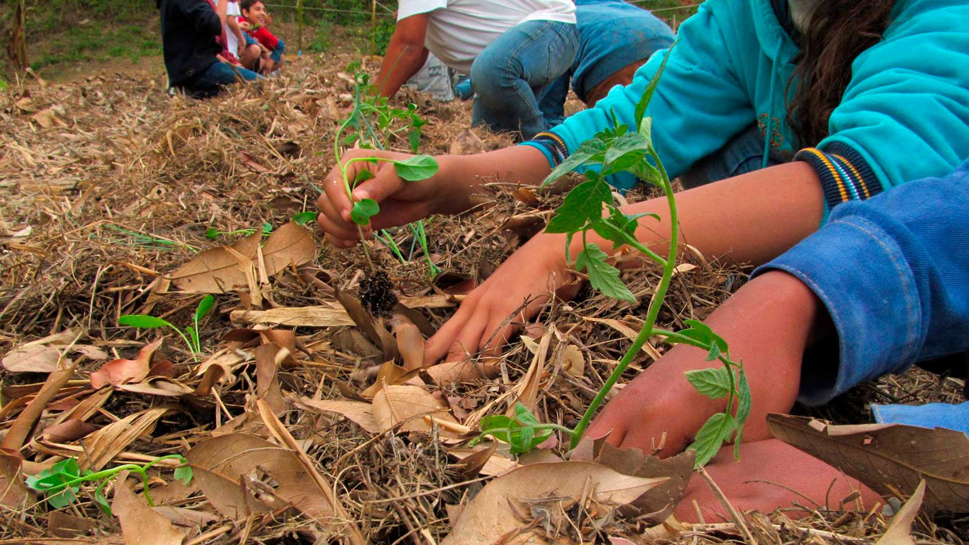 Agrofloresta na escola Agrofloresta na escola
