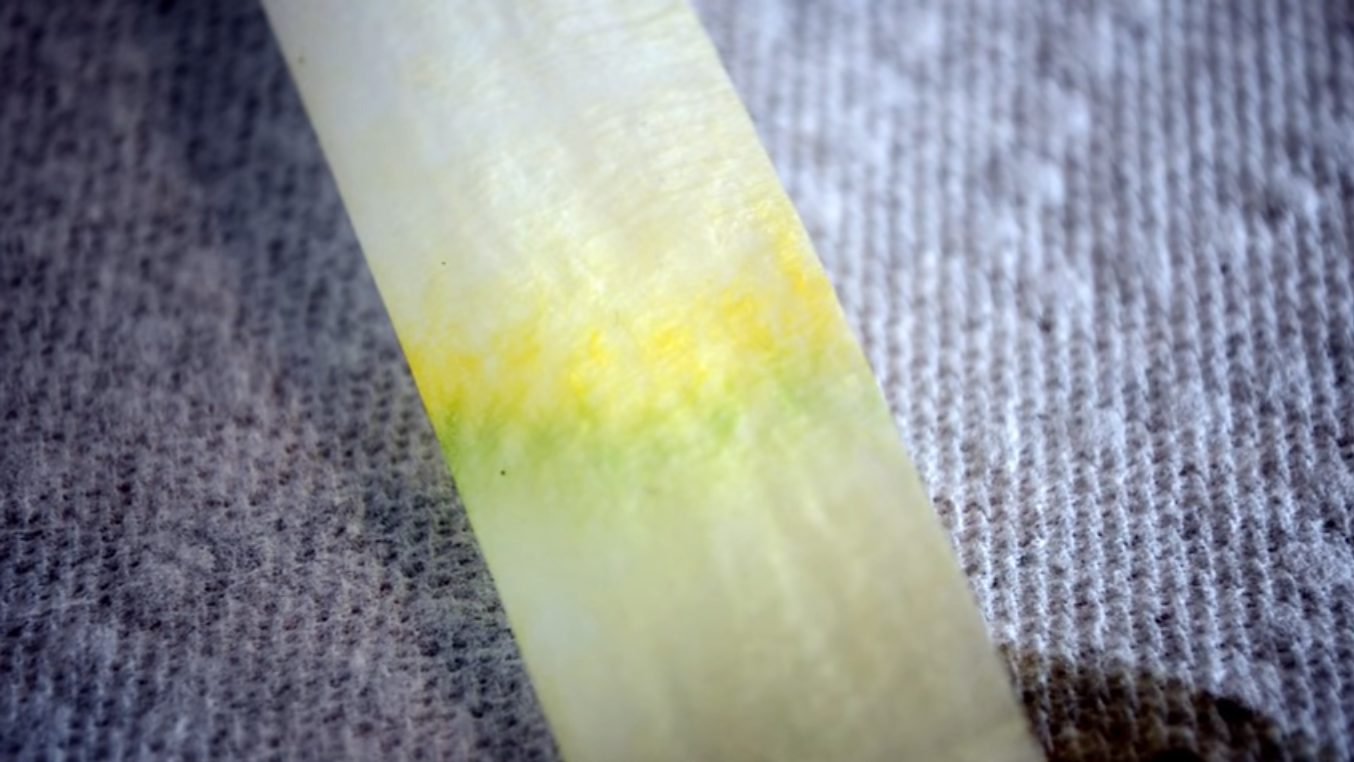 Ciência das plantas: foto de uma tira de filtro de papel onde aparecem cores amarelas, verde, amarronzado separadas