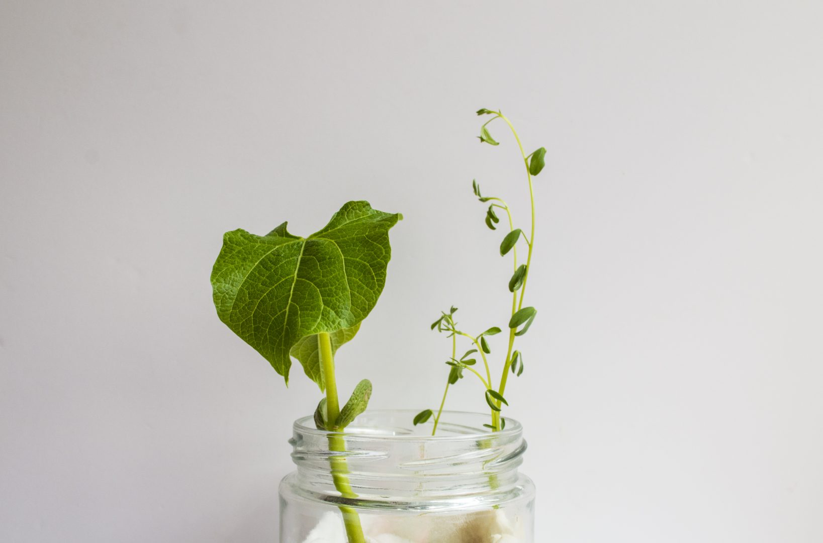 Um pote de vidro com algodão dentro e sementes germinadas de feijão