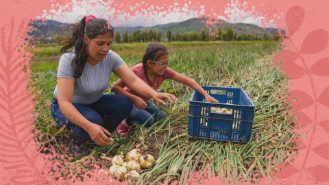 Na foto, uma mulher e uma menina realizam uma colheita em um campo aberto. A imagem possui uma intervenção de moldura na cor rosa.