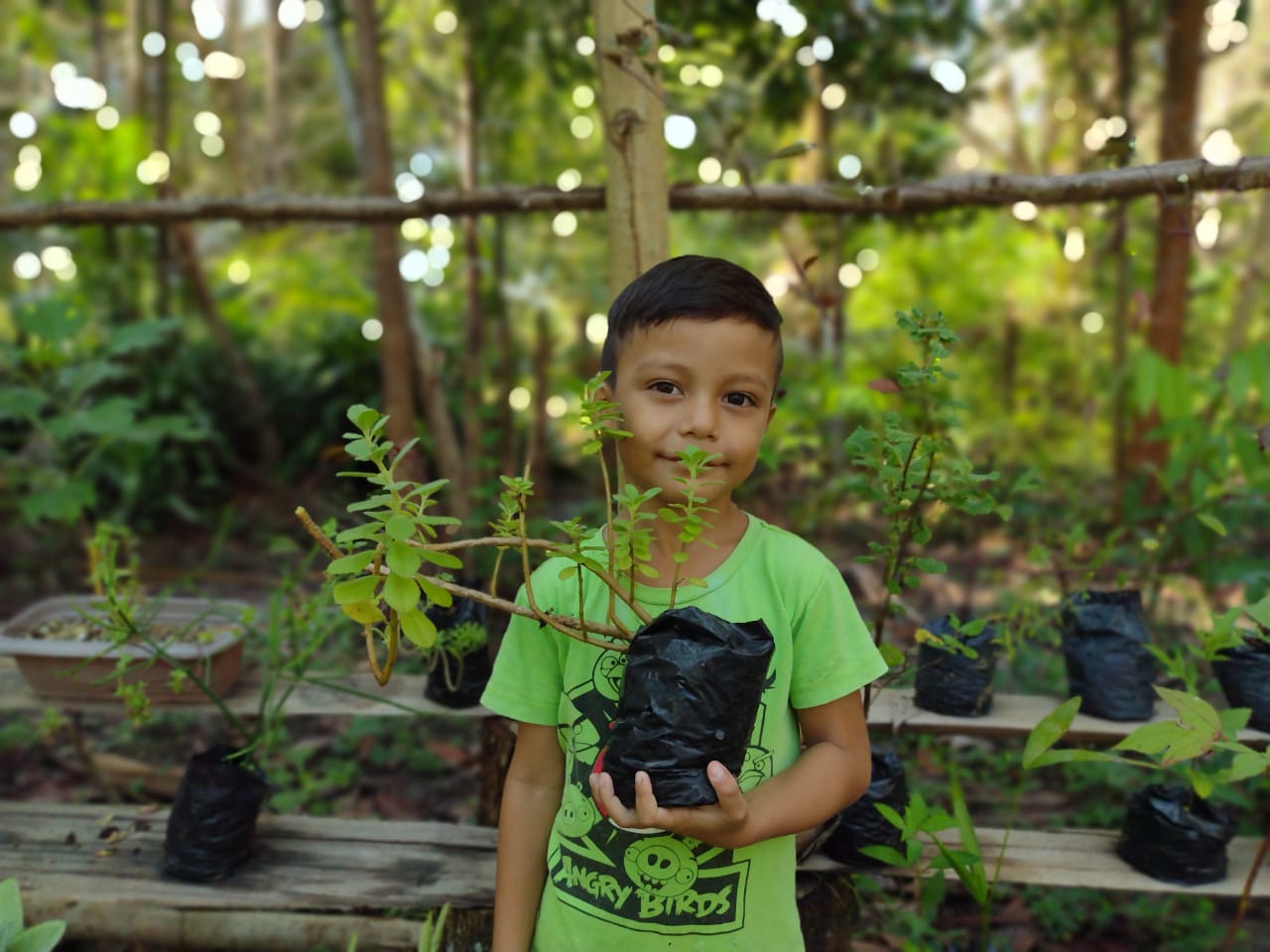 Um menino de pele parda e camiseta verde segura uma muda de planta.