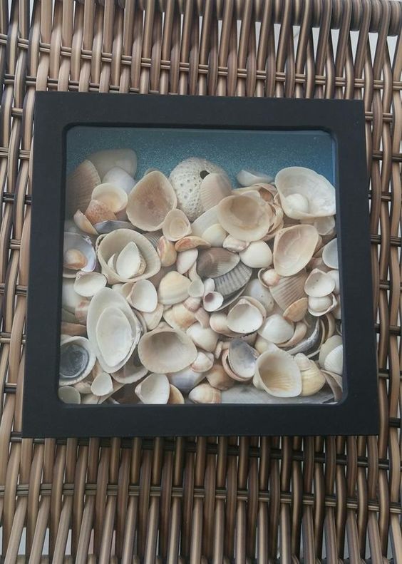 Conchas guardadas dentro de um quadro de vidro.