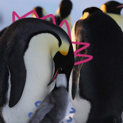 Imagem de pinguins da série Segredos dos pinguins