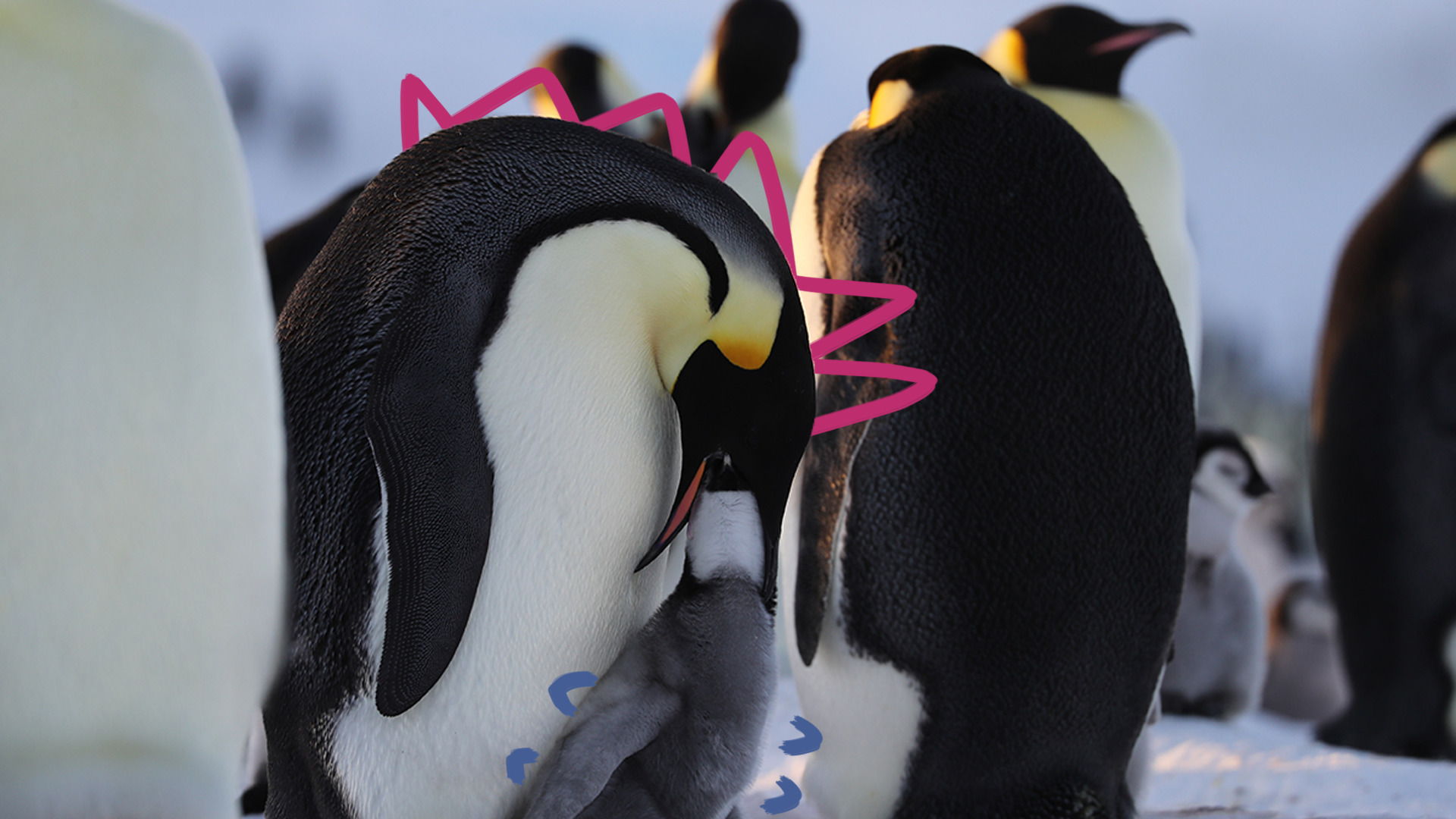 Imagem de pinguins da série Segredos dos pinguins