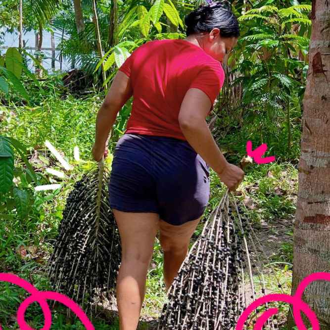 Uma mulher de blusa vermelha e short preto arrasta cachos de açaí numa área de mata