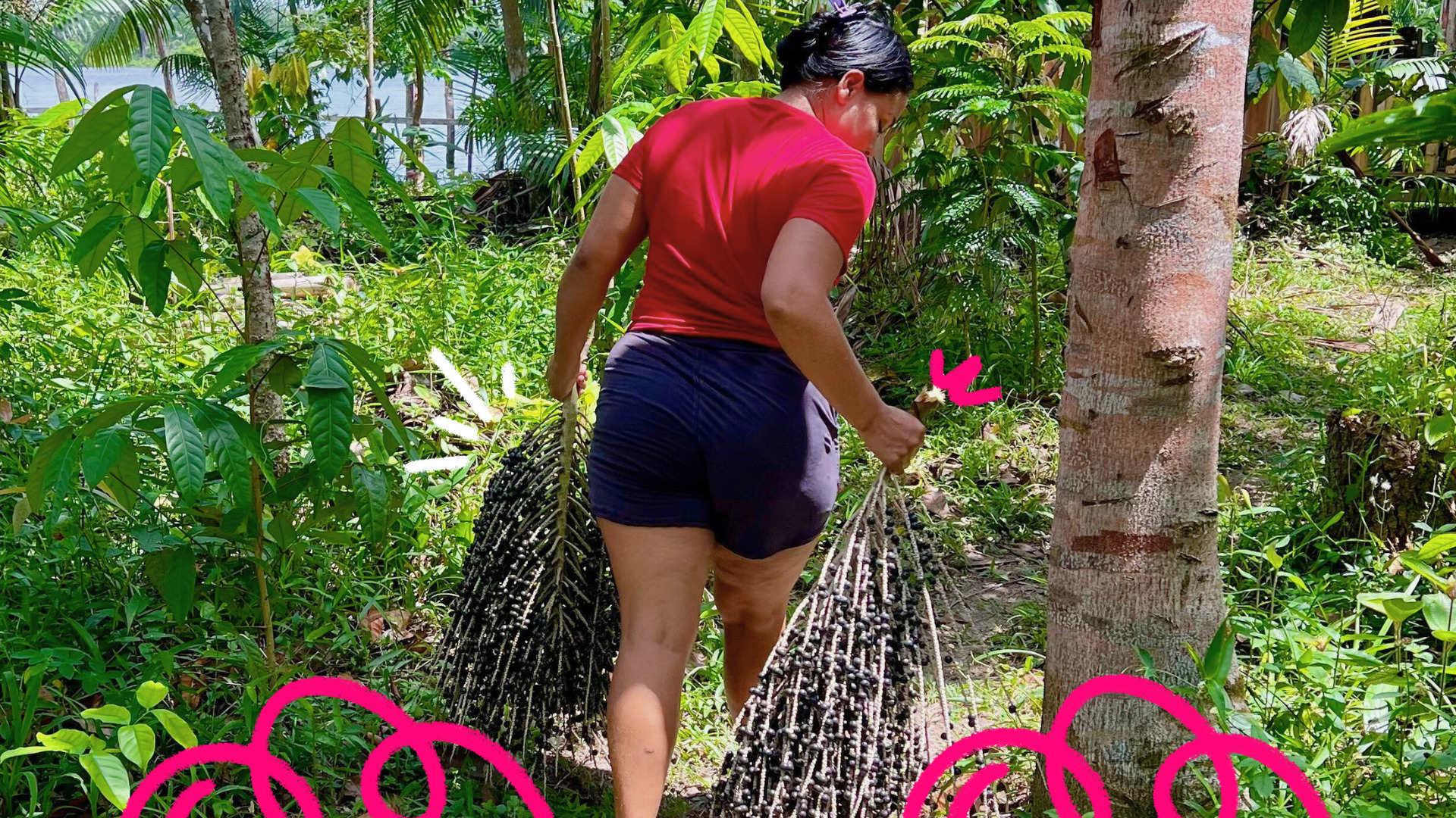Uma mulher de blusa vermelha e short preto arrasta cachos de açaí numa área de mata